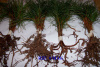 EASTERN WHITE PINE TREE S